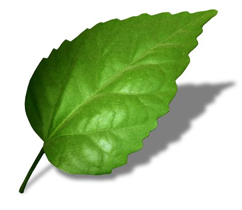 leaf images free.